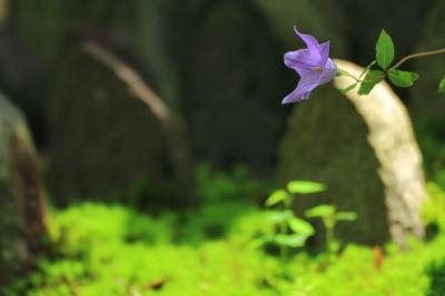 季節の花を求めて奈良へ