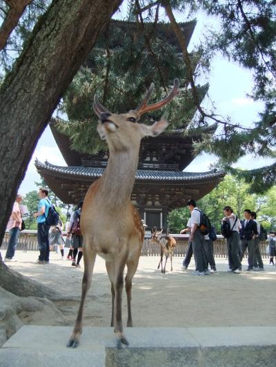 奈良公園
