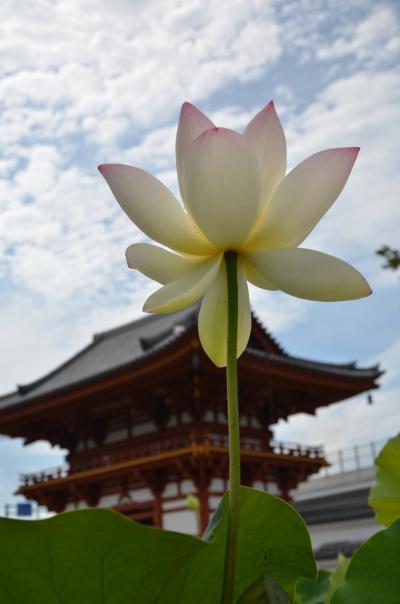 古刹の蓮 in Nara