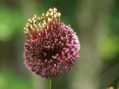 北海道へー７　旭川　上野ファームの花たち