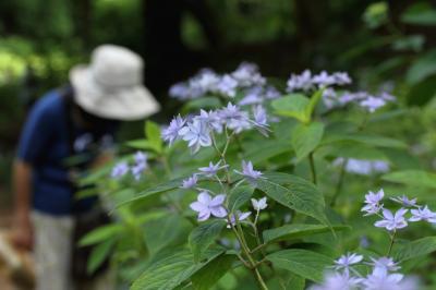 紫陽花。。　　シチダンカ。。。　神戸市立森林植物園。。　＆　お天気のいい日だったけど、一時雷雨…　ミニオフ会　。。。