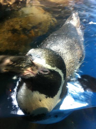 新江の島水族館