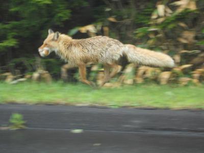 走走！北海道一周　７ おだいとう～知床～浜小清水