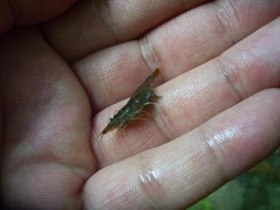 梧桐山の動植物