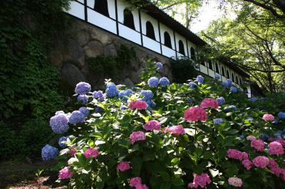 梅雨時の花”あじさい”信州中野市「谷厳寺」