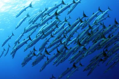 半年ぶりの石垣ダイビング!