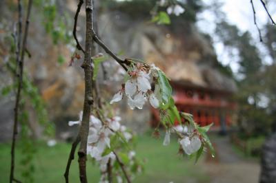 達谷窟毘沙門堂／達谷西光寺★雨と桜の神域へ♪