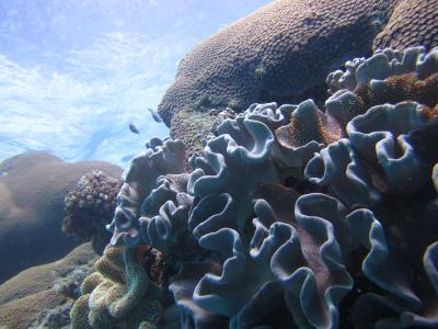 2012 青い珊瑚礁を潜る in フィジー