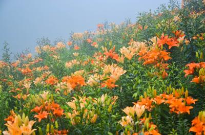 天空の花園と雲上の花畑 in Siga　