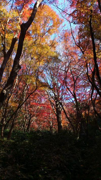 鎌倉アルプス、登山というよりハイキングですけど　　２０１１・１２