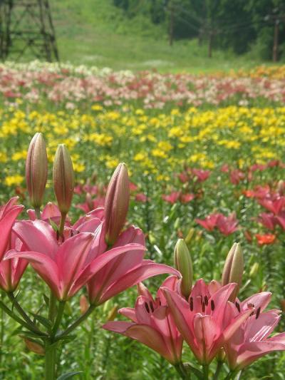 緑の息吹を感じ、涼を取り、花に癒される白馬山麓の旅・・・⑤白馬岩岳ユリ園とねずこの森トレッキング