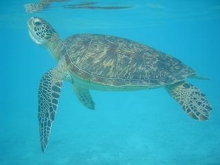 2012年7月　渡嘉敷島でシュノーケリング