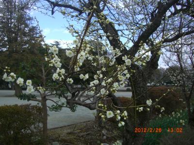 梅と桜と富士さんを見に行きましたが・・・