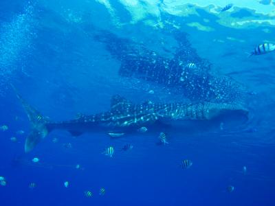 セブ島2012～ジンベイと泳げる海～