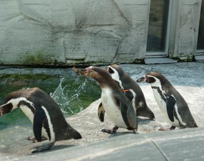 フルに遊びまくった層雲峡～旭山動物園～富良野～千歳