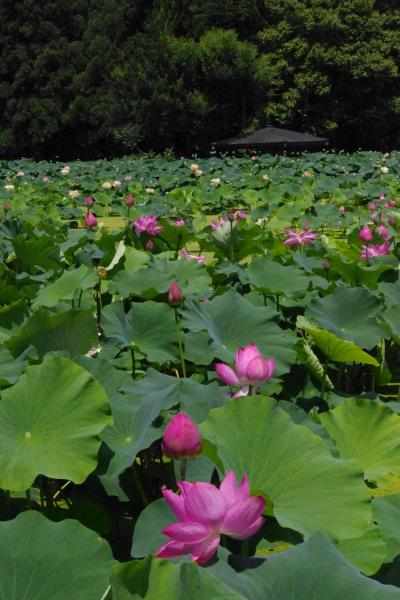 福井へドライブ　花蓮公園と水中花・梅花藻を愛でて優美な造りの大瀧神社へ