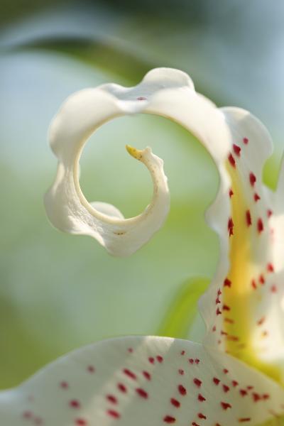 京都府立植物園 2012 盛夏