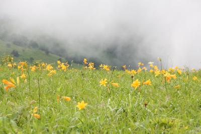 2012夏の花旅：（その２）霧ヶ峰高原八島湿原