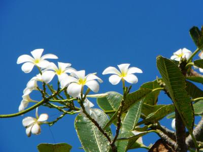 ⑦バリ島でビックリしたこと＊ほぼスランガン（バリ島　ｄｅ　２０日間）