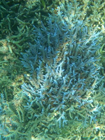 ～青い珊瑚礁～　宮古島&lt;2&gt;