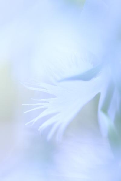 坐摩神社のサギソウ 2012