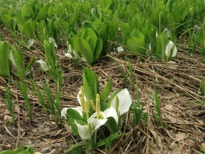 長野県　鬼無里　奥裾花自然園の水芭蕉