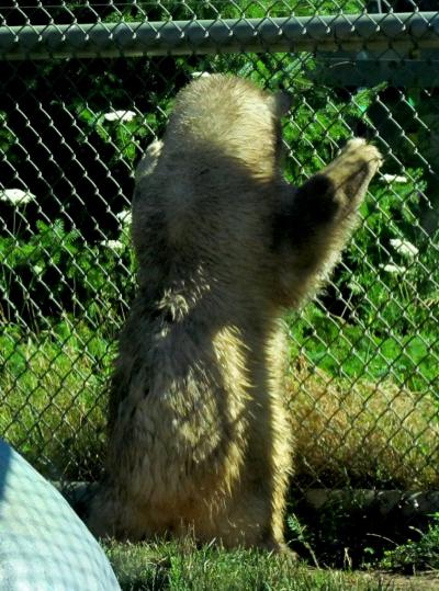 北米Ｒｅｄ Ｐａｎｄａ紀行 Ｔｏｒｏｎｔｏ Ｚｏｏ　マキちゃんに会う！！・・・はずが・・・題名改め、北米Ｂａｂｙ Ｐｏｌａｒ Ｂｅａｒ紀行！！