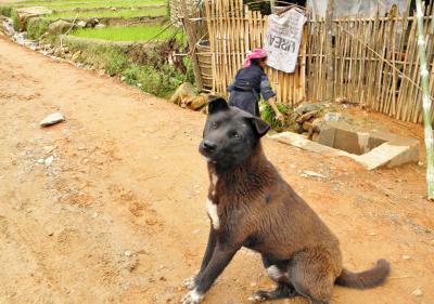 ベトナム旅行記　２０１２ ①　（サパ、バックハー）