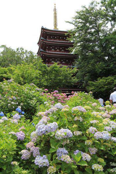 野田/松戸/船橋ぐるり旅【3】～梅雨晴れの紫陽花回廊を散策～本土寺