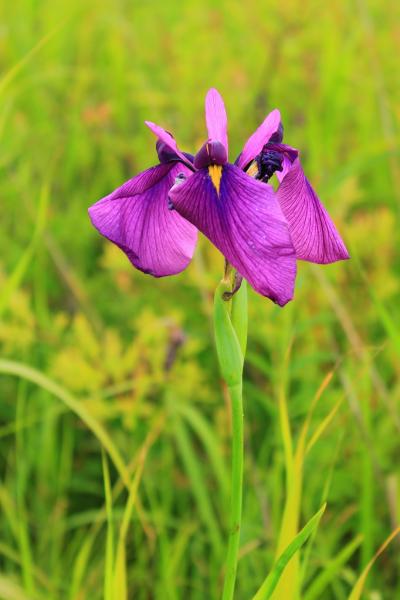 再びの石狩ハマナスの丘～ノハナショウブには遅すぎた～１４日に訪れたオフ会の方々へご報告