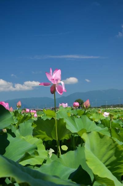 群生する「蓮」、夏の花を撮りに車は北へ in Siga