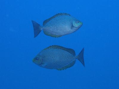 2012 タイ 弾丸!タオ島ダイビングクルーズでジンベエを狙っちゃう!の巻