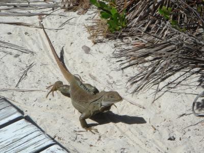 カリブあたりで一番行きたかった　Turks and Caicos Islands