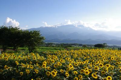 毎年恒例 北杜市明野サンフラワーフェス