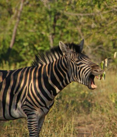Candida South Africa 人と動物の生活風景 925 シルバー Candida South Africa 人と動物の生活風景 925 シルバー
