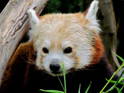 入園入学パンダのセットレッド(特別価格です) 楽寿園の新メンバー カカ : レサパン日和