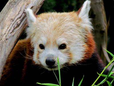 北米Ｒｅｄ Ｐａｎｄａ紀行 Ｓａｃｒａｍｅｎｔｏ Ｚｏｏ　小さな動物園の人気者！！ニシレッサーパンダ