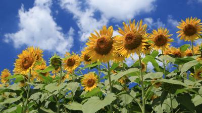 座間市のひまわり畑へ行ってみた。