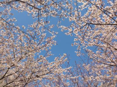 葛西臨海公園で花見しました