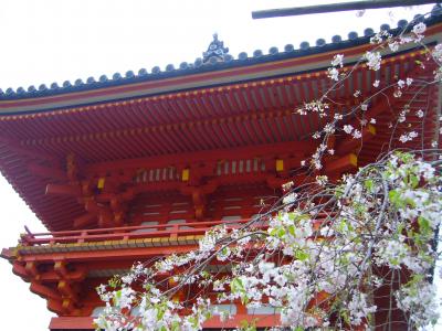 お花見女子の京都旅