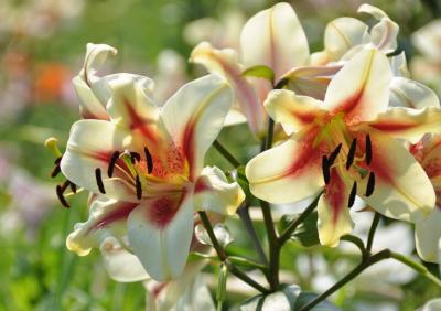 滋賀花紀行（2）　水生植物園　＋　箱館山ゆり園　のほほん記