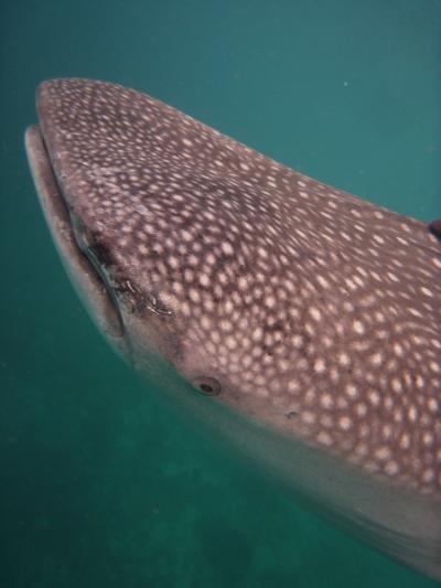未踏の地 シキホール島 アポ島 その4 オスロブとセブ市内