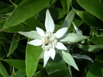 茶臼山・美ヶ原で逢ったお花たち