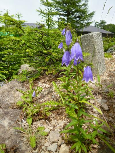 2012年　浅間高原の優雅な避暑ライフ♪　Ｖｏｌ７　☆高峰高原の美しい高山植物を愛でる♪