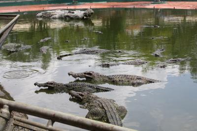 子連れ夏旅行☆移動の試練!!~ベトナムホーチミン編1~ スイティエン公園 ワニ釣り