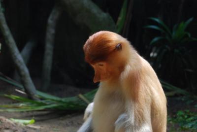 シンガポールZoo＆ブナケン・チャチャでスノーケル三昧?