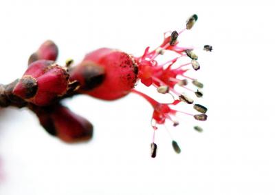 Japan　マダムＧといく昭和記念公園の春　２０１２　～ミツバチばあやの冒険～