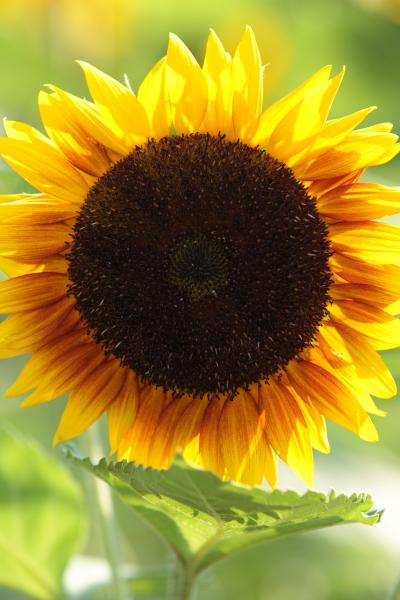 万博公園 ひまわりフェスタ 2012