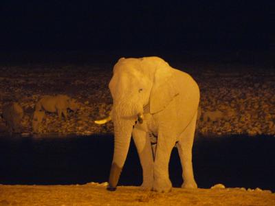 世界一周　５８ヶ国目　【ナミビア】エトシャ国立公園