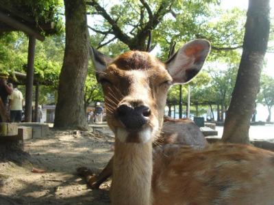 瀬戸内周遊～岡山、香川、徳島、愛媛、広島　No:3